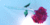 Rose from glass